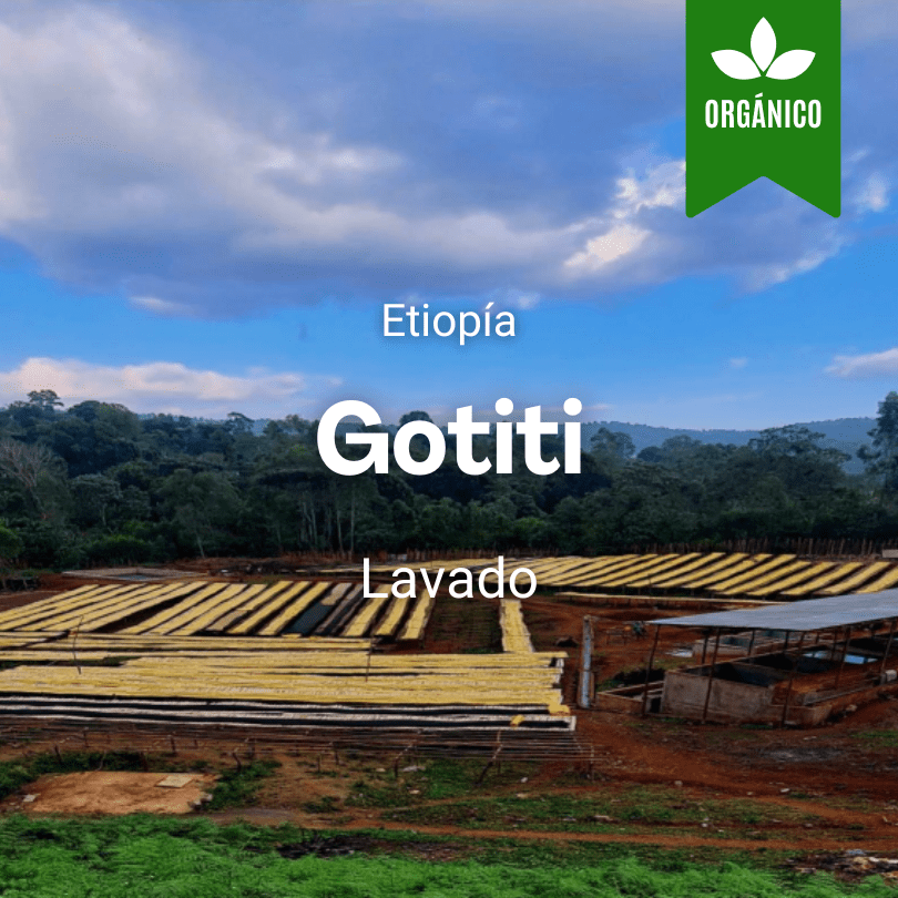 Gotiti, Etiopía from Mr. Chava Cafés Especiales