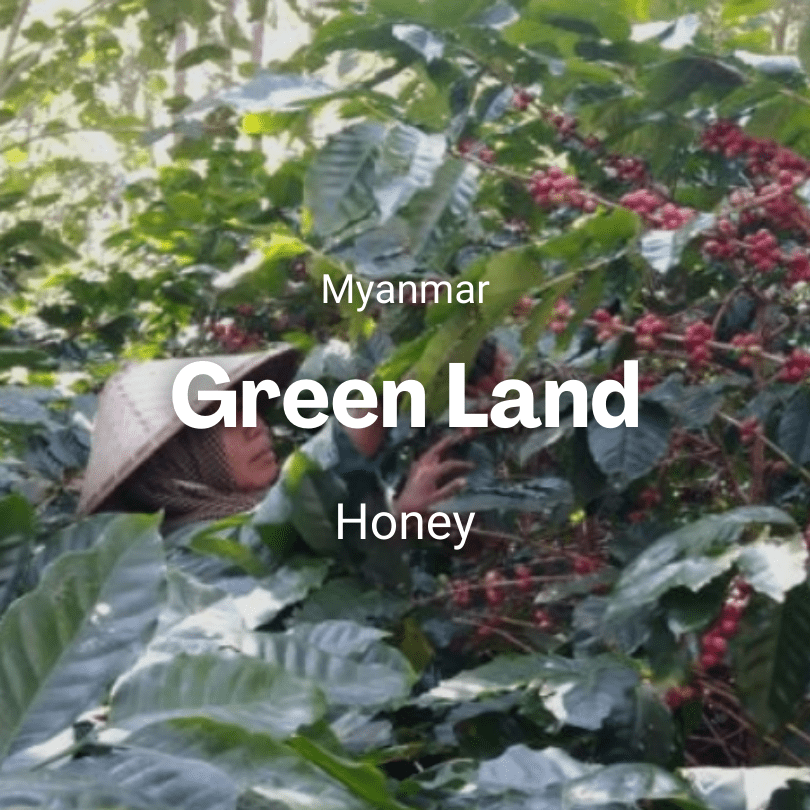 Green Land, Myanmar from Mr. Chava Cafés Especiales