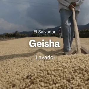 Geisha, El Salvador