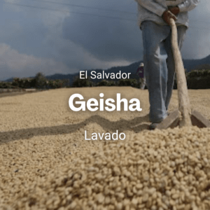 Geisha, El Salvador