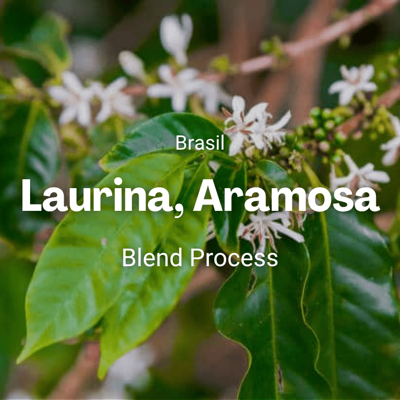 Laurina y Aramosa, Brasil from Mr. Chava Cafés Especiales