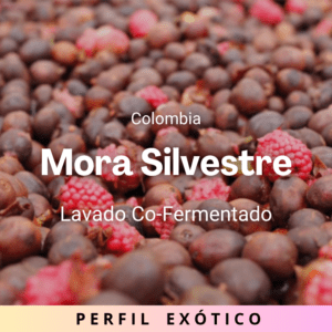Mora Silvestre, Colombia