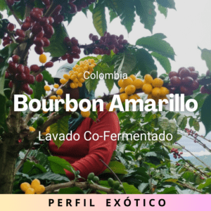 Bourbon Amarillo, Colombia
