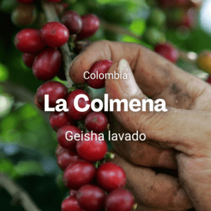 La Colmena, Geisha