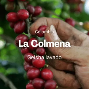 La Colmena, Geisha