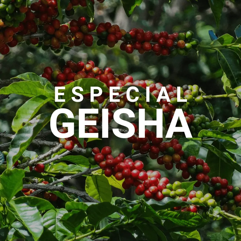 ESPECIAL GEISHA